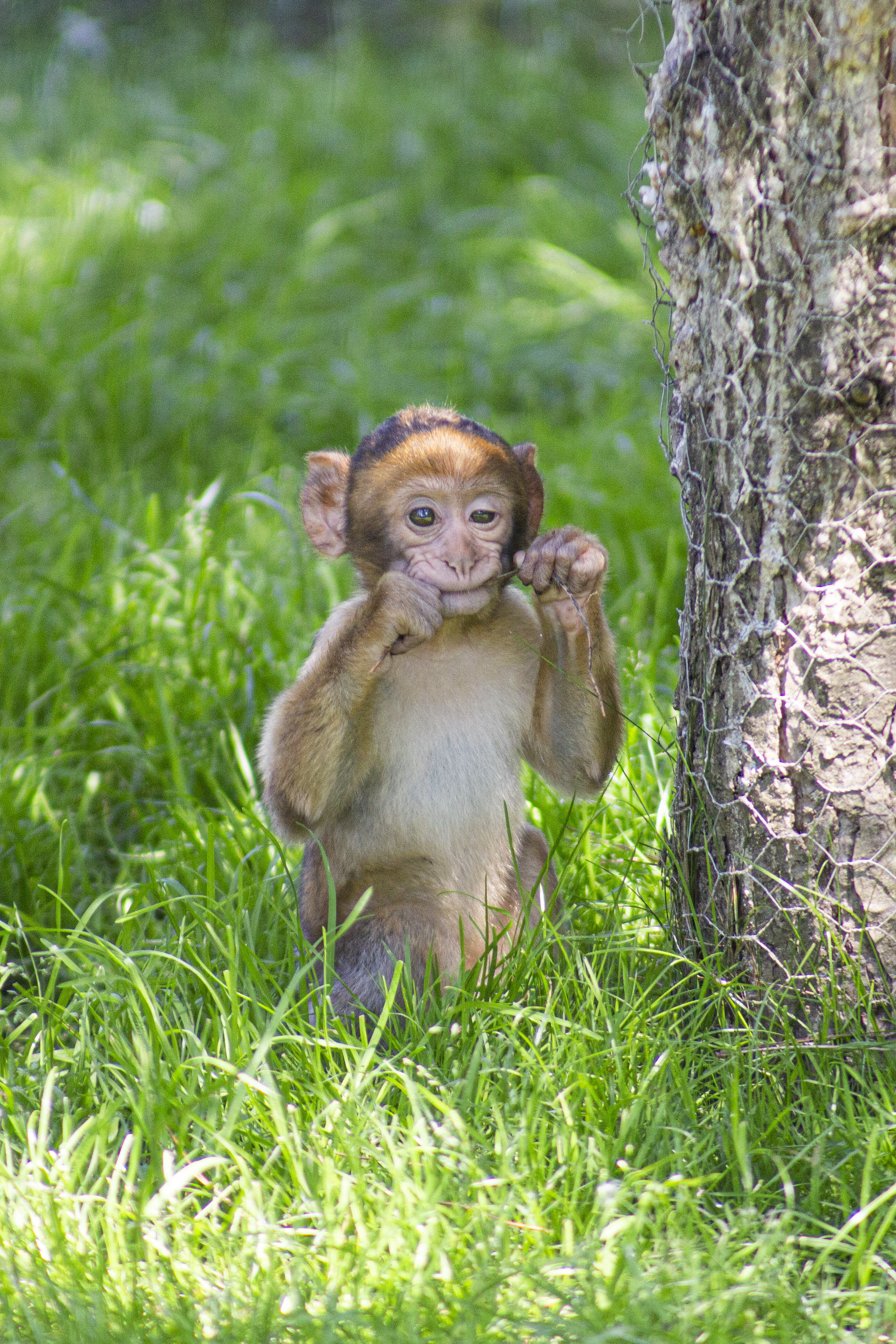 Tierpark Preding